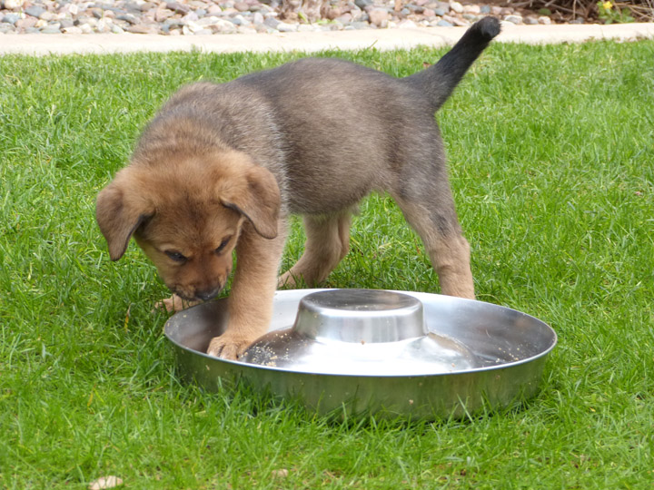 chinook dog